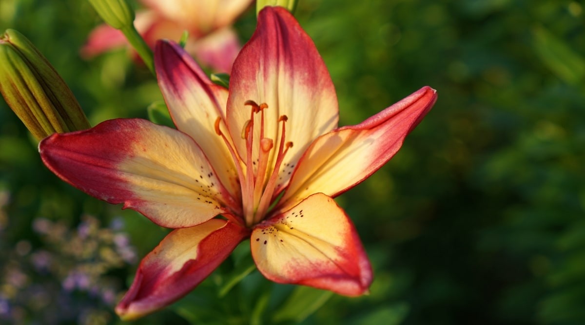 It Is Time to Order Bulbs for Summer Lilies - Plant Ambient